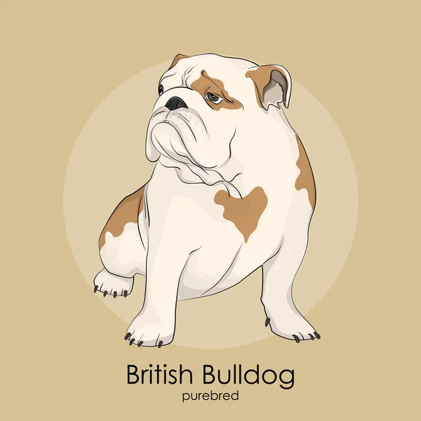 Englische Bulldogge, britische Bulldogge — Stockvektor