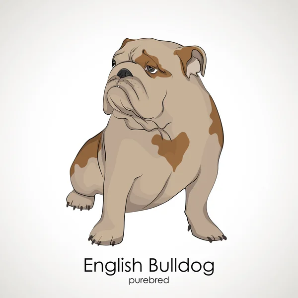 Engels Bulldog, British Bulldog — Stockvector