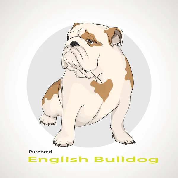 Bulldog inglese, Bulldog britannico — Vettoriale Stock