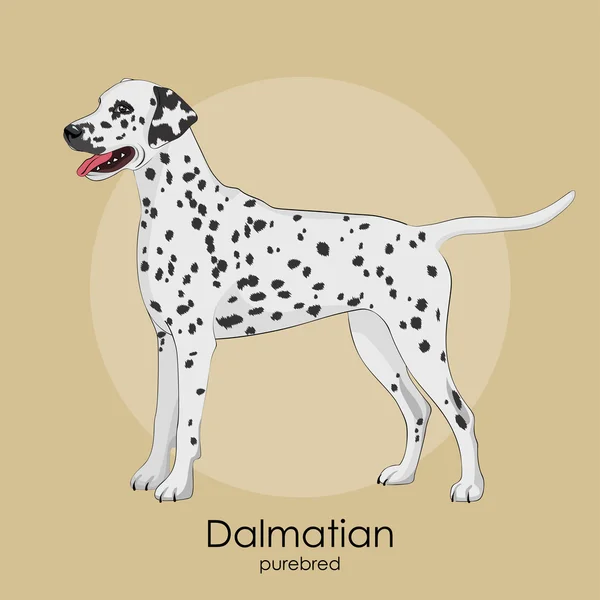 Race de chien Dalmatien — Image vectorielle