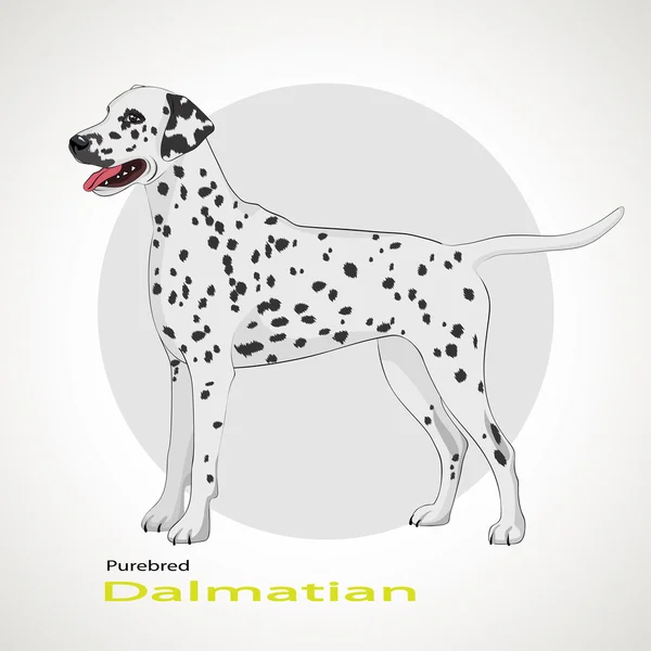 Race de chien Dalmatien — Image vectorielle