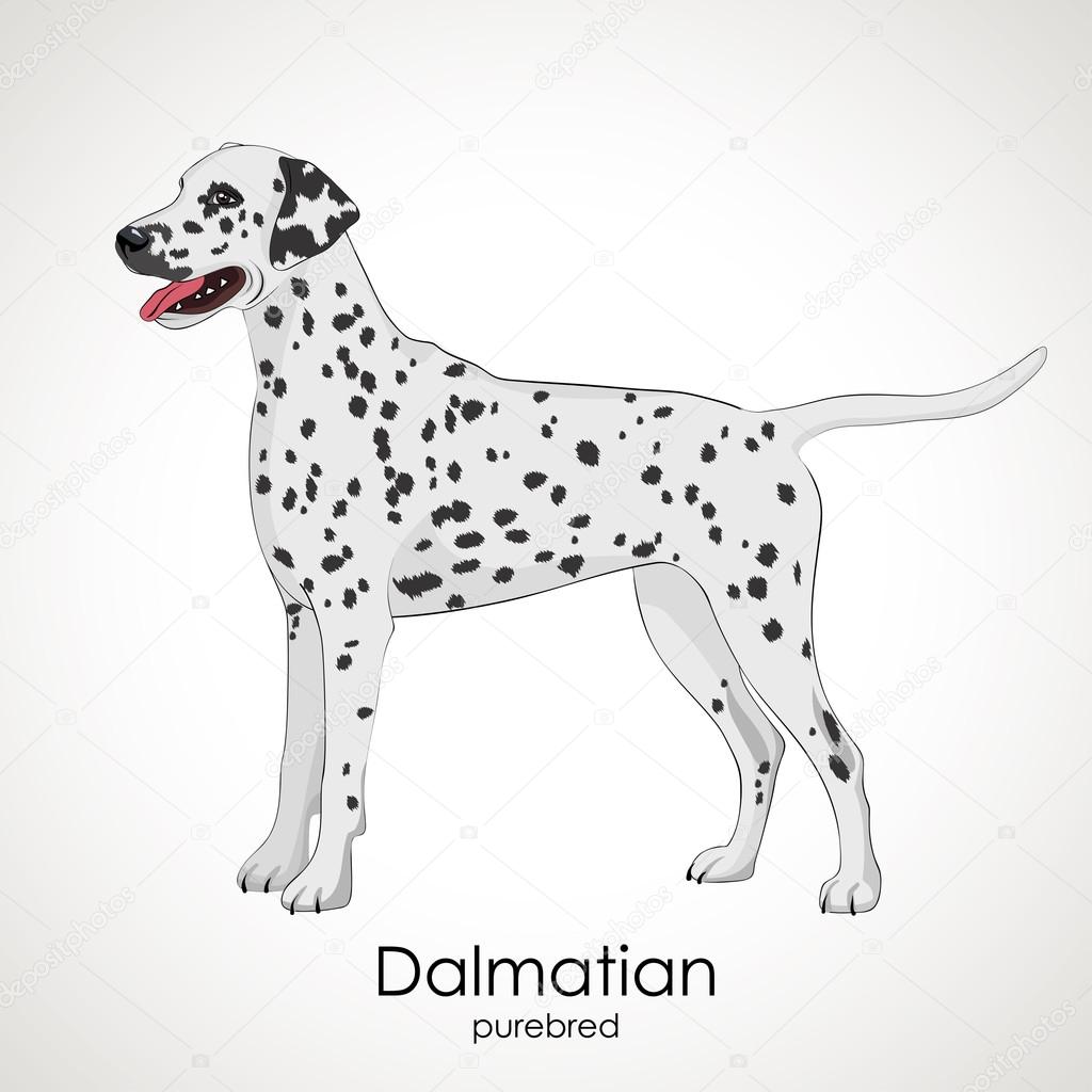 Dog breed Dalmatian