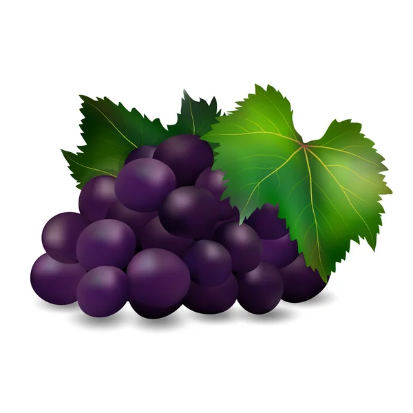 Grappe de raisins1 — Image vectorielle