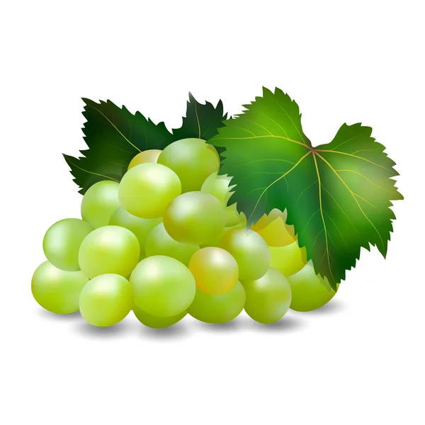 Grappe de raisins3 — Image vectorielle