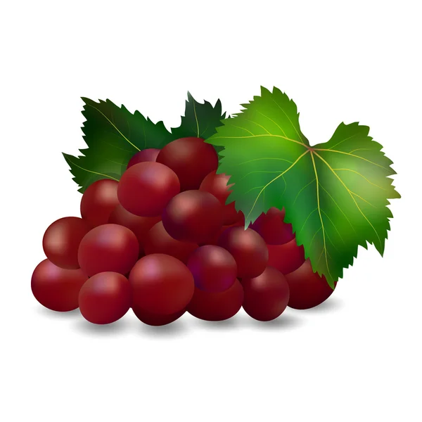 Bouquet de raisins2 — Image vectorielle
