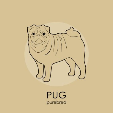 köpek doğurmak pug
