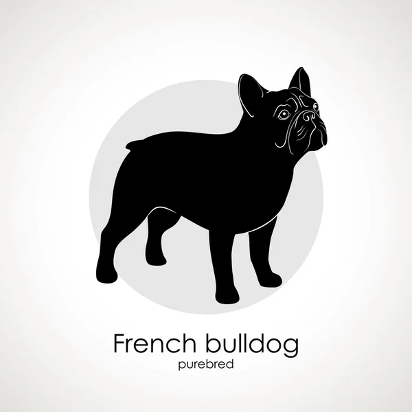 Race de chien Bulldog français — Image vectorielle