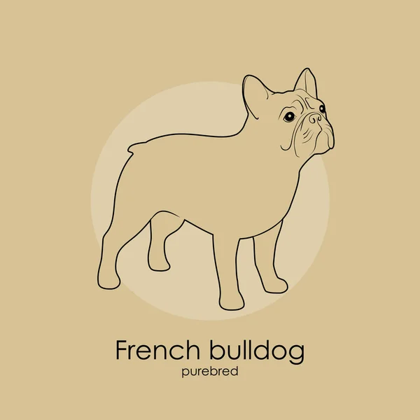 Race de chien Bulldog français — Image vectorielle