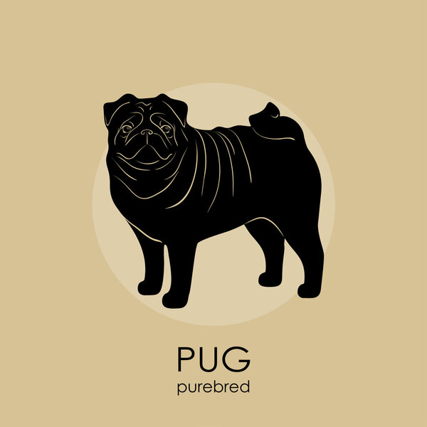 the dog breed pug