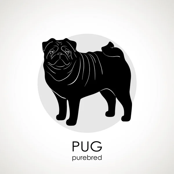 O cão raça pug —  Vetores de Stock