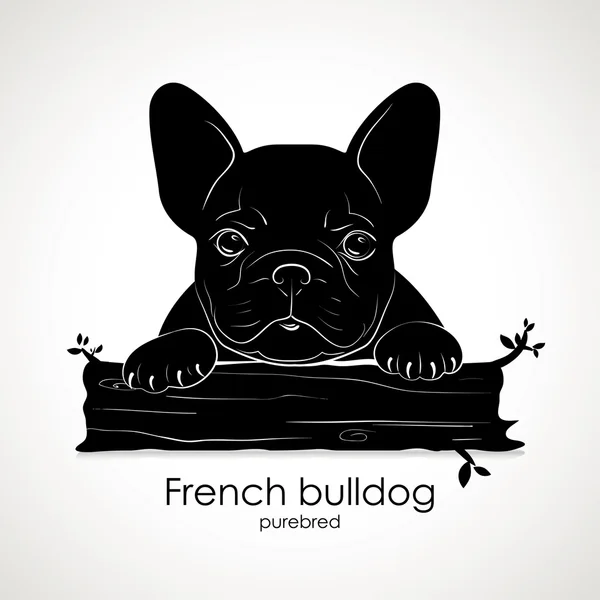 Chien chiot race Bouledogue français — Image vectorielle