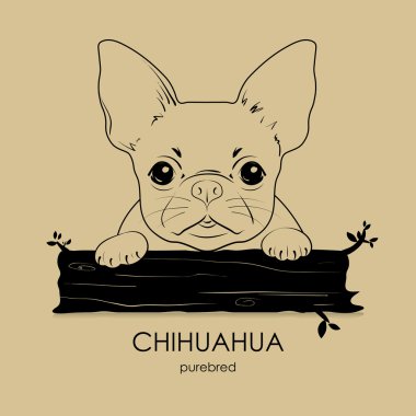 Köpek yavrusu köpek doğurmak Chihuahua
