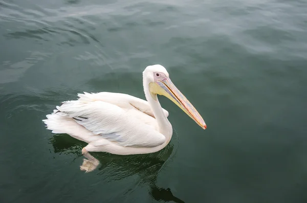 Bir büyük beyaz Pelikan — Stok fotoğraf