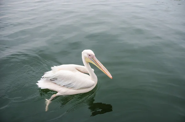 Un gran pelícano blanco — Foto de Stock