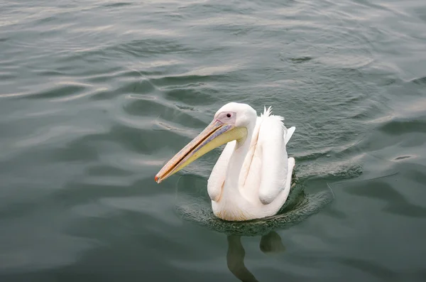 Bir büyük beyaz Pelikan — Stok fotoğraf
