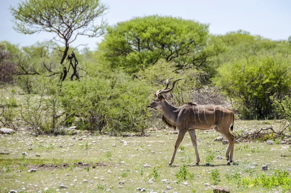 Maior kudu strutting no parque nacional de Etosha — Fotografia de Stock