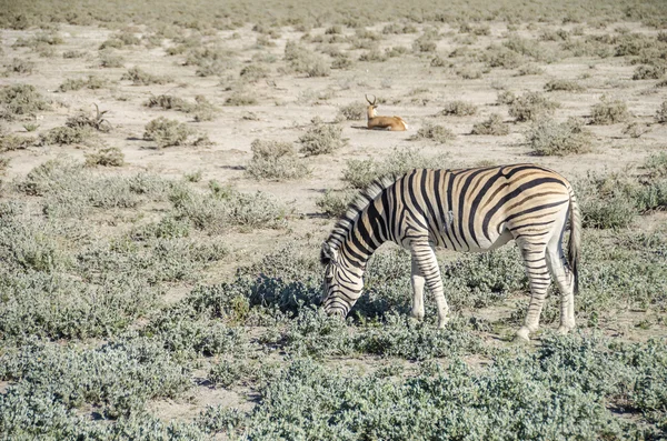 Legeltetés legelő, Etosha zebra — Stock Fotó