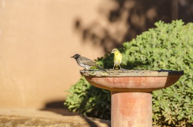 BULBUL ve içme bir yalak dokumacı.