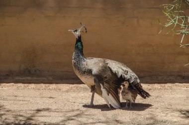 Peafowl mother protecting its chick clipart