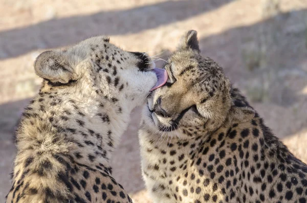 Eso es amor. Dos cheetas lamiéndose entre sí . —  Fotos de Stock