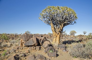 Titreme ağaç ormanda titredim