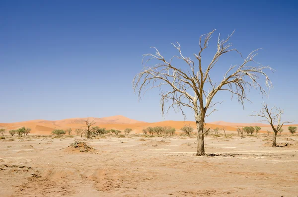 Martwe drzewa w namib — Zdjęcie stockowe