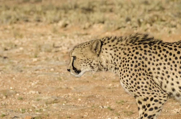 Cheetah caminando en el sol de la noche —  Fotos de Stock