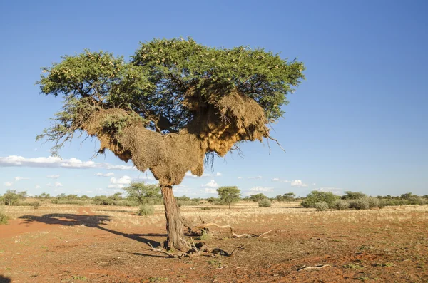 Weaver Birds reir – stockfoto