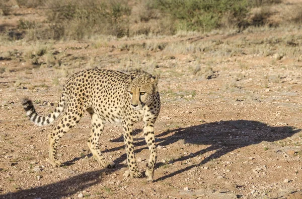 Cheetah caminando en el sol de la noche —  Fotos de Stock