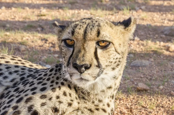 Cheetah descansando en el suelo —  Fotos de Stock