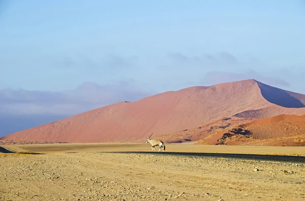 Oryx pieszo przez pustynię Namib. — Zdjęcie stockowe