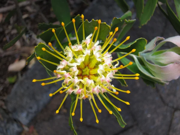 Puntaspilli — Foto Stock