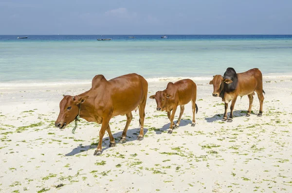 Familia de ganado Zebú — Foto de Stock