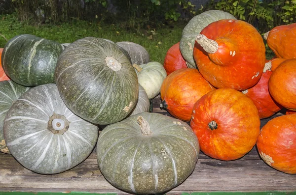 Harvested pumpkins — Stock Photo, Image