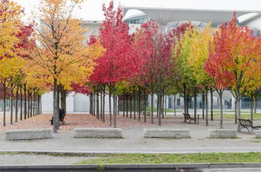 Berlin'de renkli ağaçlar