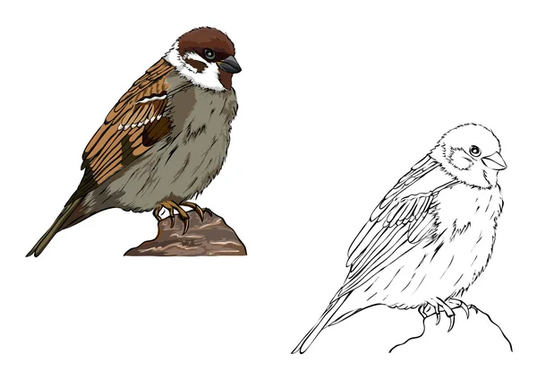Sparrow — Stockový vektor