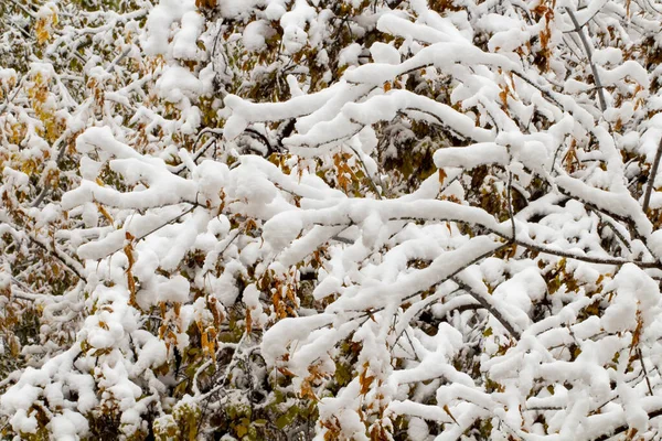 Concept Early Winter Snowfall Thick Cap Snow Autumn Branches Yellow — Stock Photo, Image