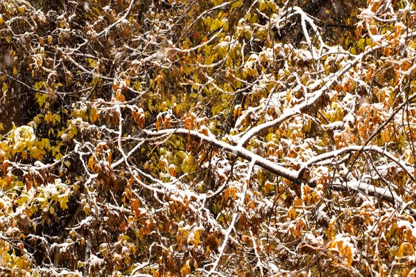 Concepto Principios Del Invierno Nevadas Gorra Gruesa Nieve Ramas Otoño —  Fotos de Stock