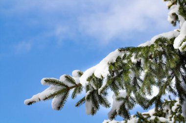 Kış ve yoğun kar yağışı kavramı. Bulanık bulutlu bir gökyüzünün arka planında ladin dalları üzerinde yoğun kar örtüsü. 