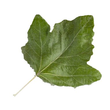 Beyaz arka planda yeşil gümüşi kavak yaprağı, izole. Üst manzara, düz uzanma.