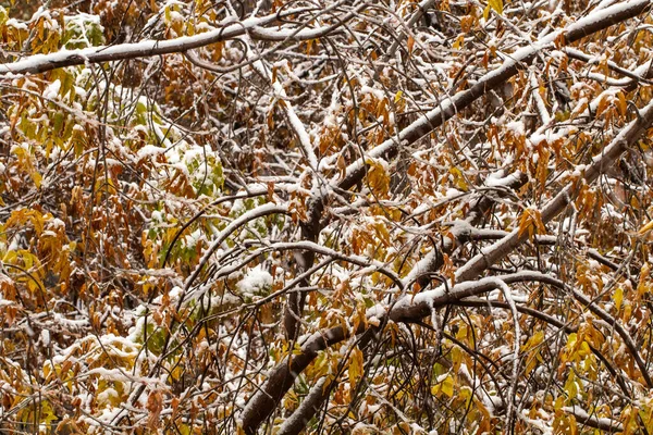 Sníh Padá Žluté Podzimní Listy Stromů Pojetí Chladného Počasí Časné — Stock fotografie