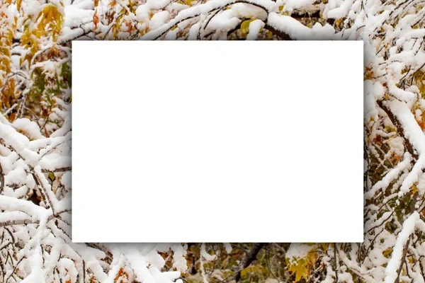 Capa Creativa Invierno Otoño Nieve Ramas Otoño Con Hojas Amarillas — Foto de Stock