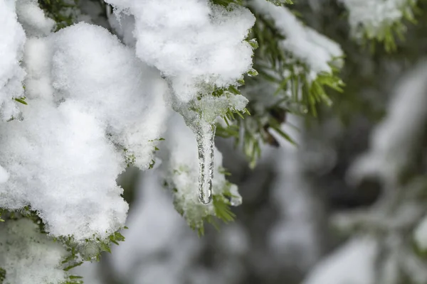 Koncepcja Wczesnej Zimy Obfitych Opadów Śniegu Ciężka Pokrywa Śnieżna Gałęziach — Zdjęcie stockowe