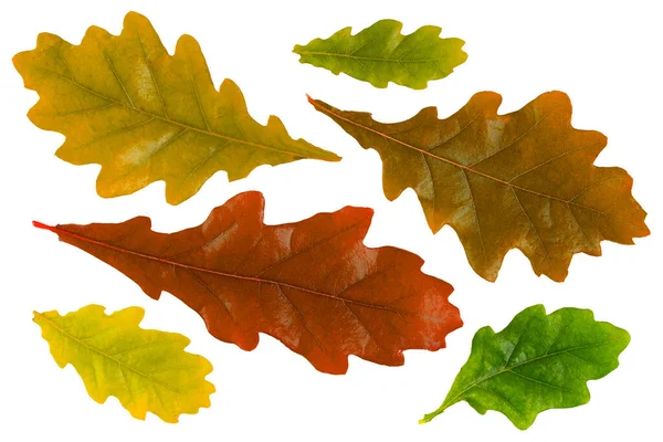 Set Von Eichenblättern Herbst Verschiedenen Farben Auf Weißem Hintergrund Isoliert — Stockfoto