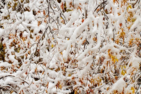 Paisaje Otoño Concepto Principios Del Invierno Nevadas Capa Nieve Las —  Fotos de Stock