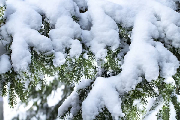 Koncept Rané Zimy Silného Sněžení Silná Sněhová Pokrývka Smrkových Větvích — Stock fotografie