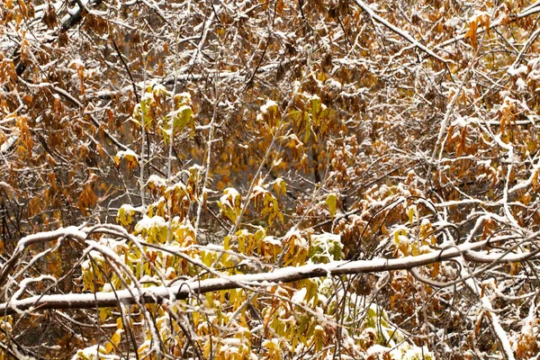 Paisaje Otoño Imagen Borrosa Nieve Cayendo Nieve Cae Sobre Hojas —  Fotos de Stock