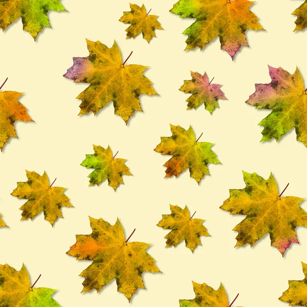 Autumn Composition Seamless Autumn Pattern Multicolored Maple Leaves Light Yellow — Stock Photo, Image