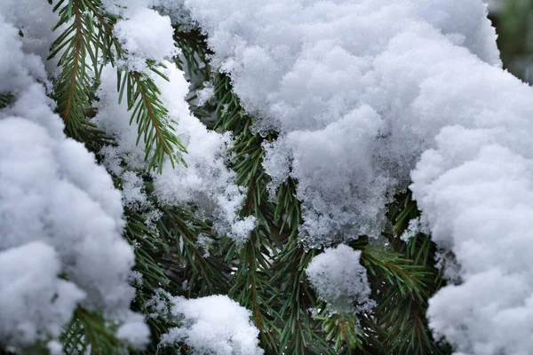 Une Couche Neige Sur Les Branches Épinette Concept Début Hiver — Photo