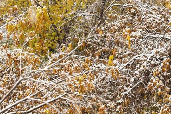 Nieve Cae Sobre Las Hojas Amarillas Otoñales Los Árboles Concepto —  Fotos de Stock
